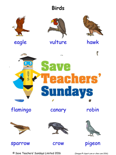 Birds EAL/ESL Worksheets, Games, Activities and Flash Cards (with audio)
