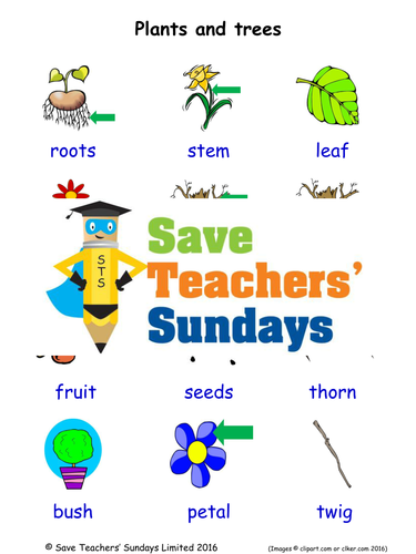 Plants and Trees EAL/ESL Worksheets, Games, Activities and Flash Cards (with audio)