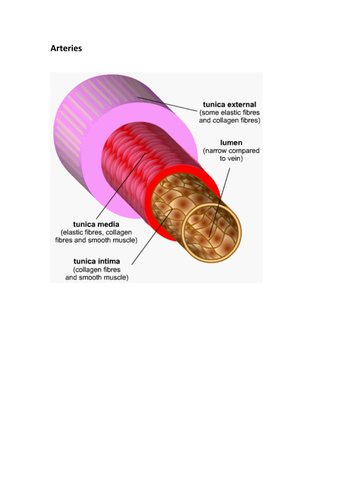 AS Level Biology: Circulatory system