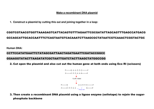 Create a recombinant DNA plasmid model