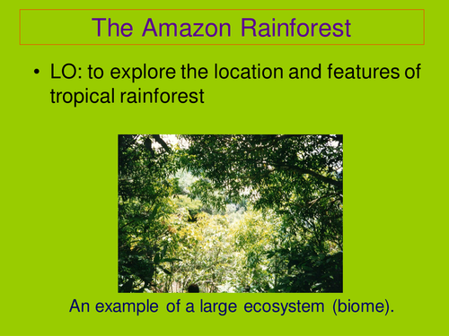 Amazon rainforest
