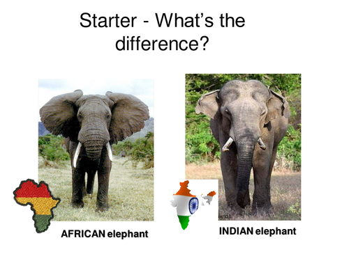 Elephants Ears Practical on Conduction