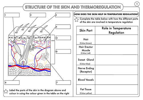 GCSE Homeostasis Worksheet Pack by beckystoke - Teaching Resources - Tes