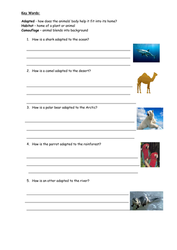 worksheet for habitat kindergarten animal Adaptation  2 Teaching  Year Lesson Animal by V1990