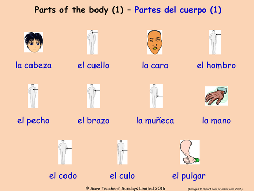 Parts Of The Body In Spanish Posters 3 Spanish Parts Of The Body