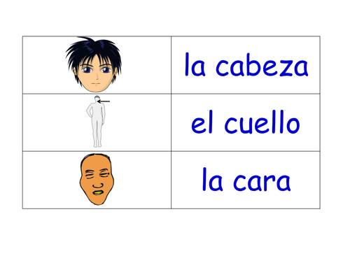 Parts of the Body in Spanish Flashcards (33 Spanish Parts of the Body Flash Cards)