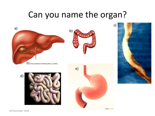 KS3 Biology Digestive system