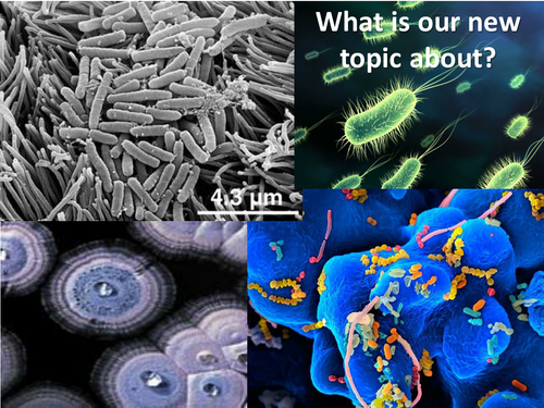 KS3 Types of microbe