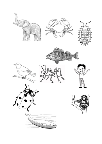 Food and Bodies Year 3 Unit of work Science