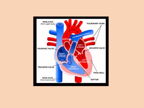 AQA- Organisations- Heart Problems