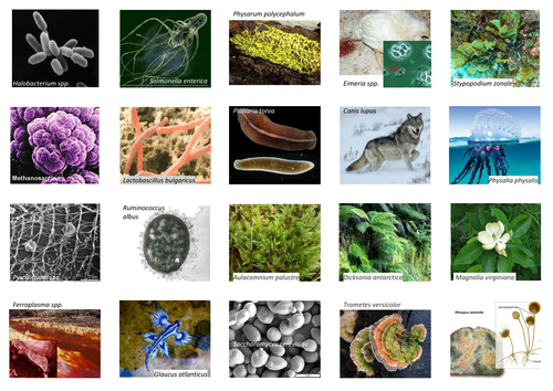 Classification Card Sort