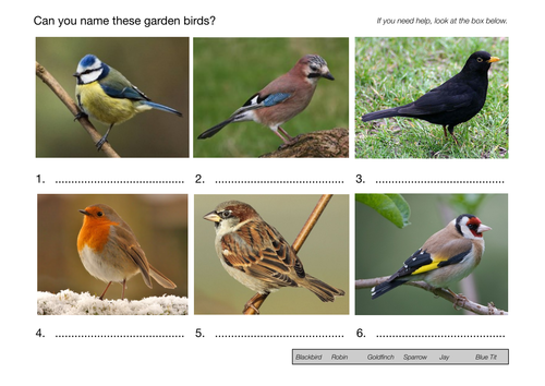 Can You Name These Garden Birds?