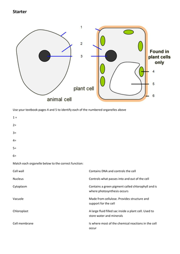 Cell Structure And Function Animal And Plant Cells Gcse Biology Teaching Resources