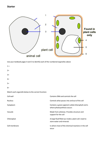 Cell structure and function - animal and plant cells (GCSE biology) |  Teaching Resources