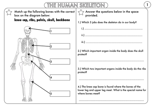 year 3 animals including humans the skeleton muscles