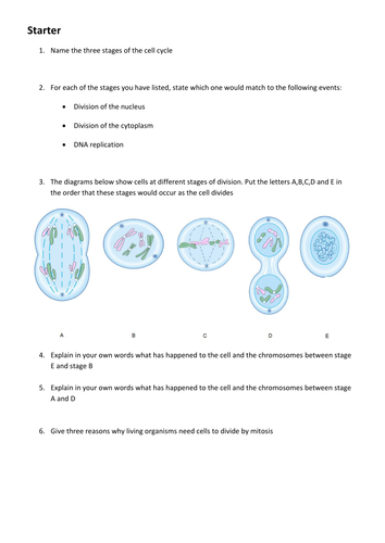Starter task - mitosis (GCSE AQA Biology)