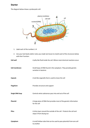 Prokaryotic cell - structure and functions of organelles