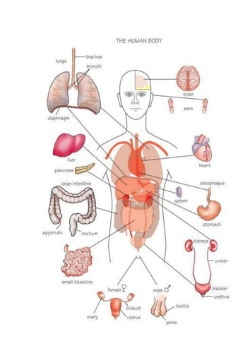 The organisation of the human body