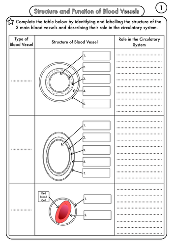 A Level Biology Resource Pack on Circulation and Blood ... three parts of a cell diagram 