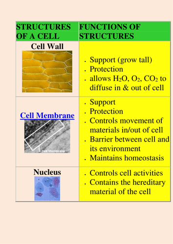 FUNCTIONS OF CELL ORGANELLES