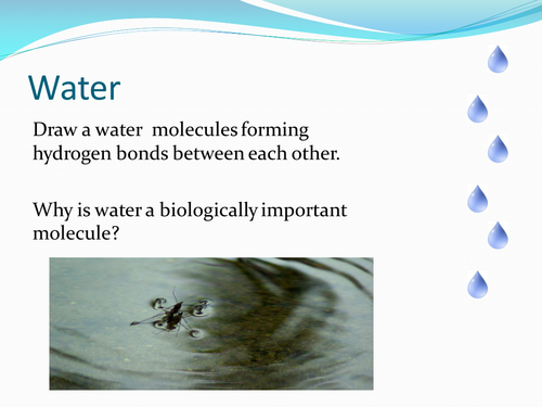 A level Biology Revision starters for Biological molecules