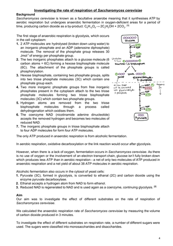 Investigating the rate of respiration of Saccharomyces cerevisiae (baker's yeast)