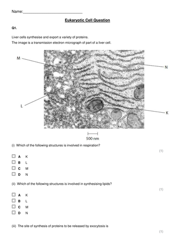 Prokaryotic Cells