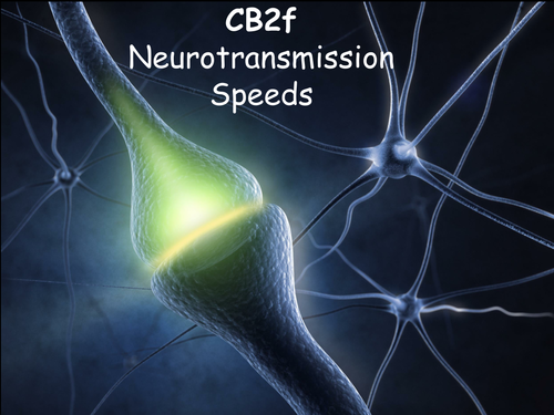 Edexcel CB2f Neurotransmission Speeds
