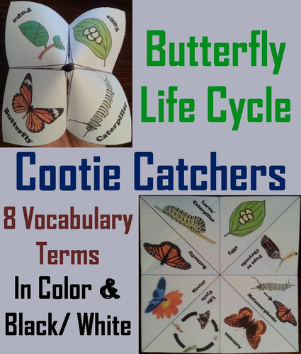 Life Cycle of a Butterfly