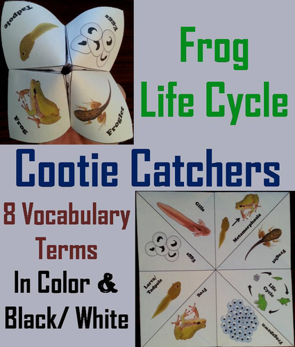 Life Cycle of a Frog