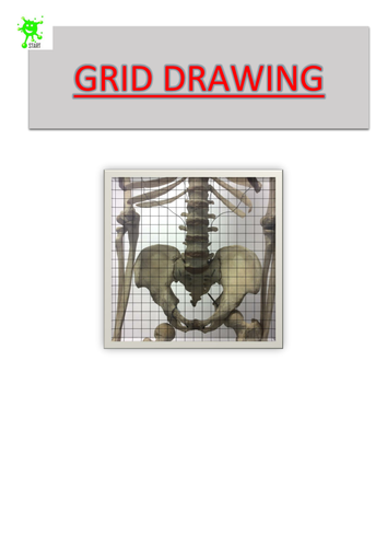 Art. Grid Drawing. Pelvis 2