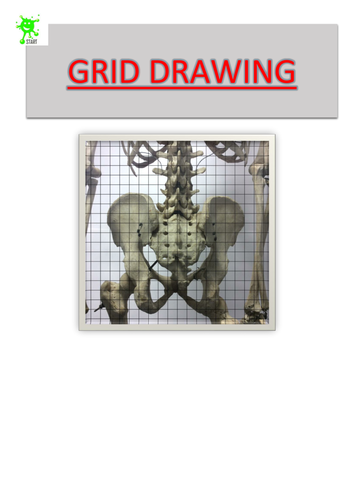 Art. Grid Drawing. Pelvis