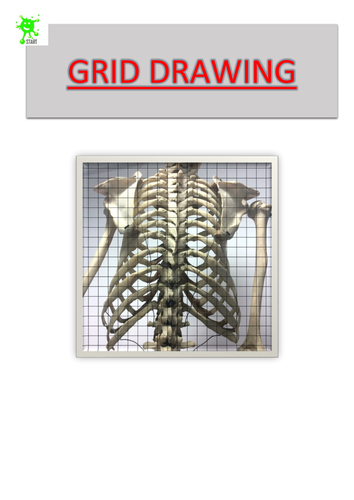Art. Grid Drawing. Rib cage