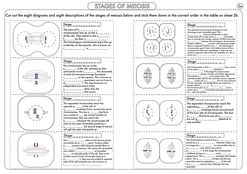 A Level Biology: Meiosis Activity by beckystoke - Teaching Resources - Tes