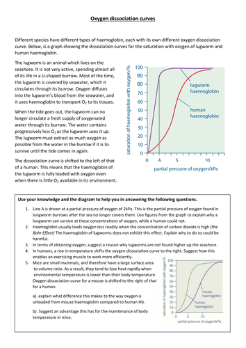 AQA AS - Haemoglobin and Oxygen dissociation curves