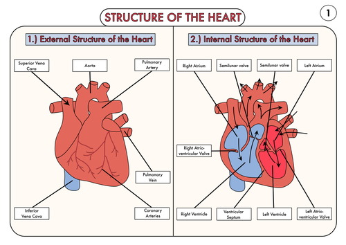 A Level Biology Heart Structure Poster by beckystoke - Teaching