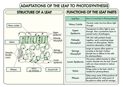 gcse-plant-biology-posters-teaching-resources