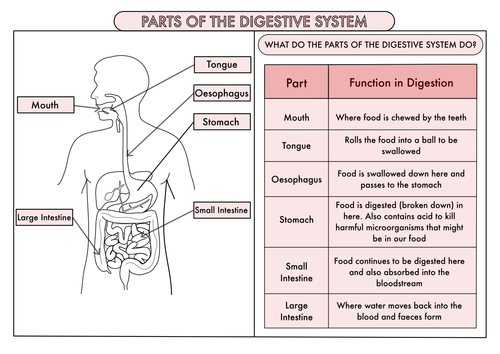 science poster pack on the digestive system and teeth for year 4 by