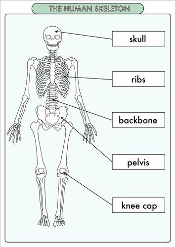 science poster pack on the skeleton and muscles for year 3