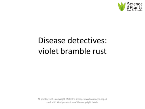 Plant disease practicals - Investigating violet bramble rust