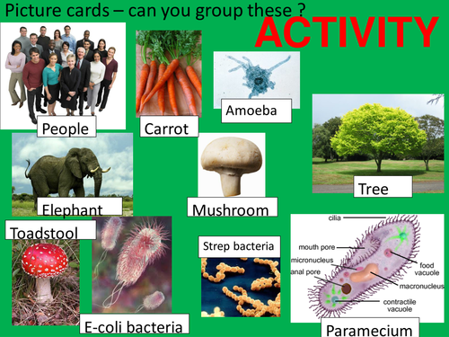 Survival, classification and kingdoms - complete lesson.