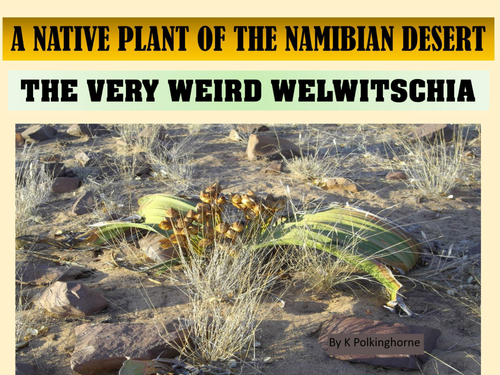 A VERY VERY WEIRD SURVIVOR OF THE NAMIB DESERT - THE WELWITSCHIA PLANT OF AFRICA