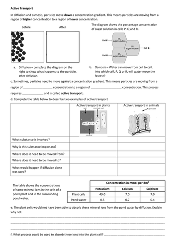 Active transport worksheet