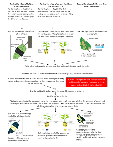 Testing Leaves for Starch - what is needed for photosythesis flow diagram