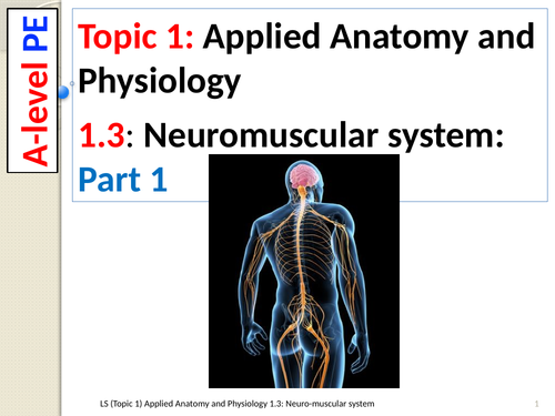 A-level PE EDEXCEL (Spec 2016): 1.3: Neuro-muscular system (part 1)