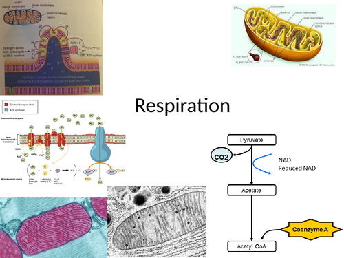 OCR New AS Biology Respiration