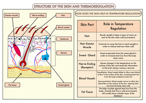 Colour Poster On Skin Structure And Temperature Regulation Teaching