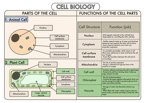 animal-cell-labeled-worksheet