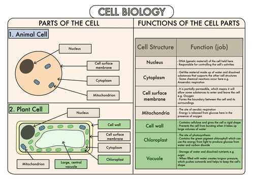 Colour Poster On Structure Of Animal And Plant Cells Teaching Resources