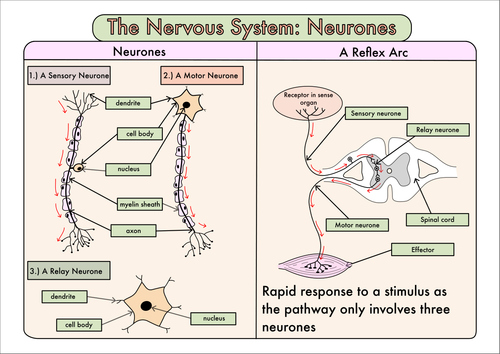 Colour Poster On The Nervous System Neurones And The Reflex Arc